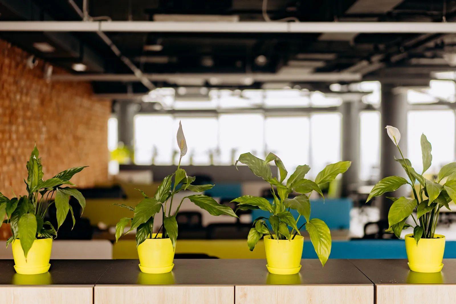 Healthy Workspace